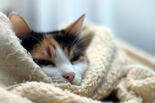 Cat in a blanket